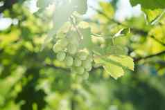 绿色葡萄叶子自然夏天有机自然产品