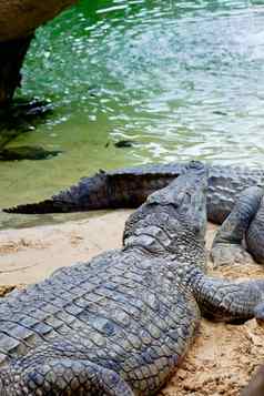 尼罗河鳄鱼Crocodylusniloticus