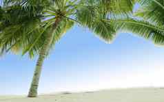 美丽的热带海滩棕榈树