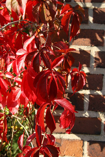 维吉尼亚州爬虫parthenocissusquinquefolia