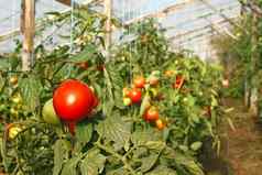西红柿温室