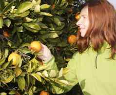 橙色树场女农民收获挑选水果