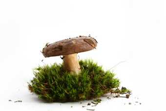 孤立的蘑菇