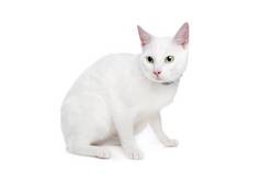 白色布偶猫猫绿色眼睛