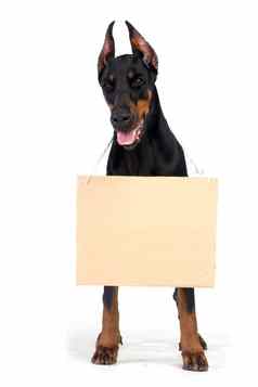 杜宾犬狗清晰的纸板