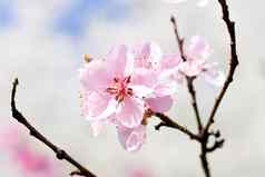 樱桃开花蓝色的天空春天