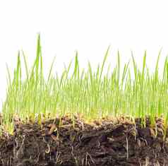小麦幼苗土壤