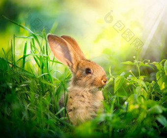 兔子艺术设计可爱的复活节兔子草地