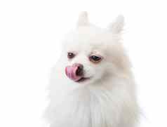 白色波美拉尼亚的狗舌头