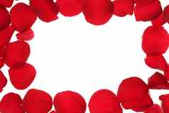 红色的玫瑰花瓣框架边境白色复制空间