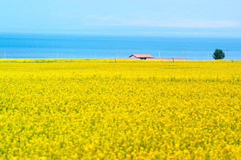 <strong>青海</strong>湖的观点油菜花字段