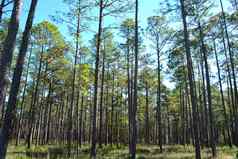 景观种植松树林业土地