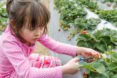 漂亮的年轻的女孩挑选水果草莓农场