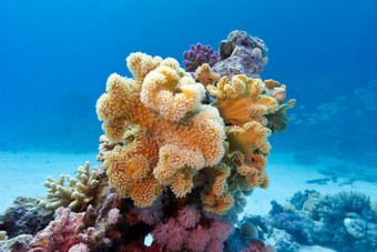 珊瑚礁黄色的软珊瑚sarcophyton底红色的海埃及蓝色的水背景