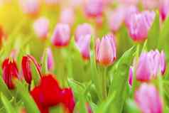 粉红色的红色的郁金香开花春天季节