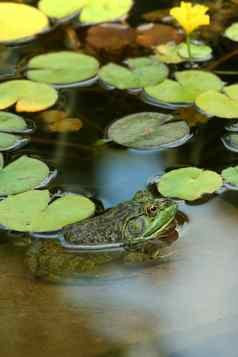 绿色牛蛙池塘礼来乐园
