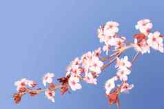 樱花粉红色的日本樱桃开花分支