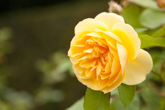 黄色的英语玫瑰花园