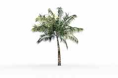 热带棕榈树绿色foilage