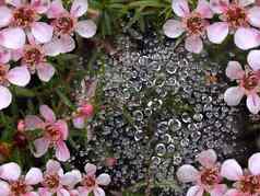 春天雨水滴蜘蛛网粉红色的花