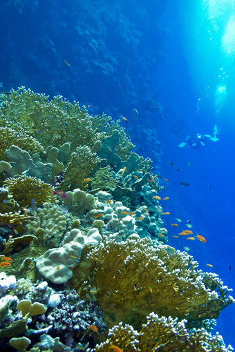 珊瑚礁火珊瑚异国情调的鱼anthias底热带海蓝色的水背景