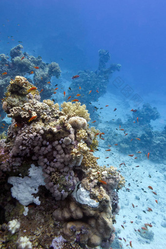珊瑚礁底热带海蓝色的水背景