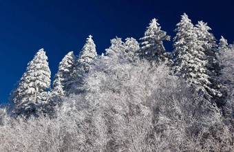 松树覆盖雪天际线