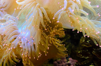 海葵生物海