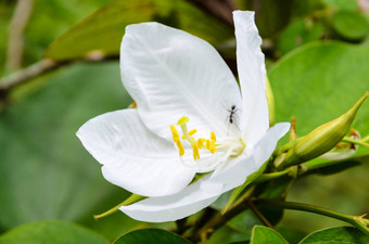 雪兰花花<strong>紫荆花</strong>acuminata