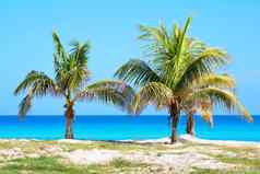 棕榈树桑迪海滩