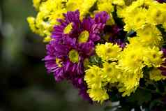 黄色的紫罗兰色的开花菊花花dendranthemum