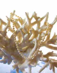 珍珠项链背景珊瑚