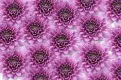 紫罗兰色的菊花白色背景