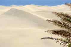 棕榈沙子沙丘