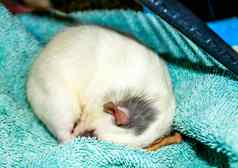老鼠卷睡眠