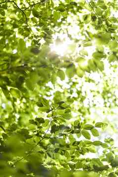 太阳闪亮的绿色叶子树