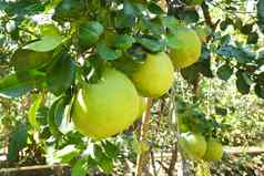 绿色葡萄柚日益增长的树