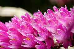 粉红色的牙刷兰花花