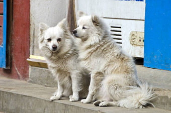 多毛的白色狗亚洲城市街
