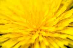 特写镜头盛开的黄色的蒲公英花