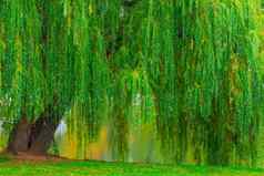 多枝的绿色柳树挂湖