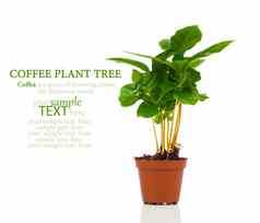 咖啡植物树日益增长的幼苗土壤桩孤立的一点点