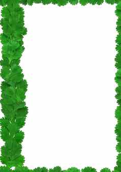 绿色香菜叶子香菜框架白色背景