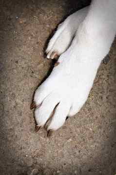 白色狗爪子