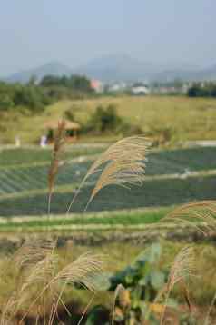 蔬菜场