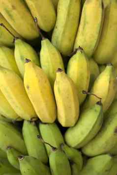 群成熟香蕉树