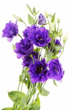 优势紫色的花eustoma