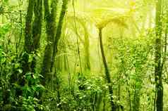 有雾的热带绿色长满青苔的热带雨林