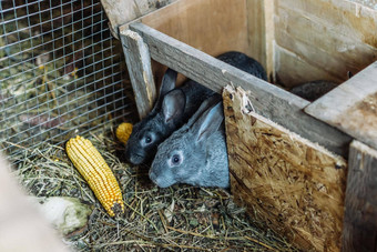 灰色的年轻的兔子爬房子吃玉米兔子繁殖兔子农场木笼子里