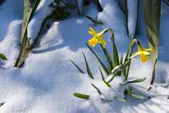 水仙花雪